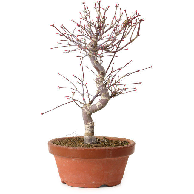 Acer palmatum deshojo, 27 cm, ± 8 years old, with a nebari of 3 cm