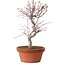 Acer palmatum deshojo, 27 cm, ± 8 ans, avec un nebari de 3 cm