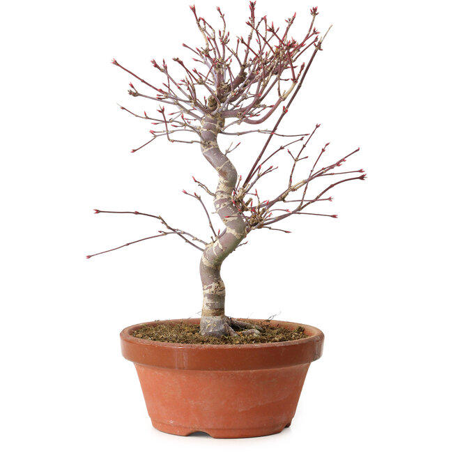 Acer palmatum deshojo, 27 cm, ± 8 ans, avec un nebari de 3 cm