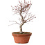 Acer palmatum deshojo, 27 cm, ± 8 anni, con nebari di 3 cm