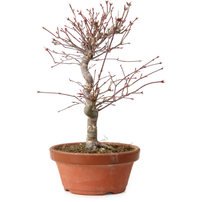 Acer palmatum deshojo, 27 cm, ± 8 jaar oud, met een nebari van 3 cm