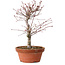 Acer palmatum deshojo, 27 cm, ± 8 ans, avec un nebari de 3 cm