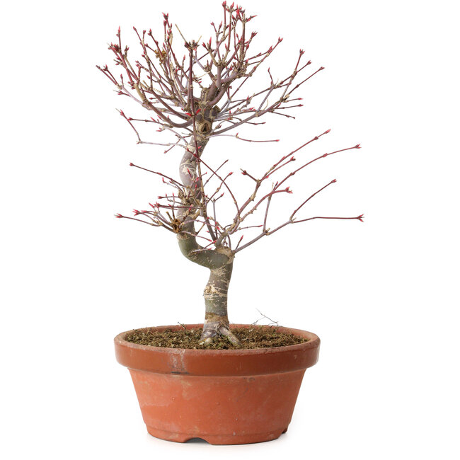 Acer palmatum deshojo, 27 cm, ± 8 ans, avec un nebari de 3 cm