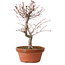 Acer palmatum deshojo, 27 cm, ± 8 años de edad, con un nebari de 3 cm