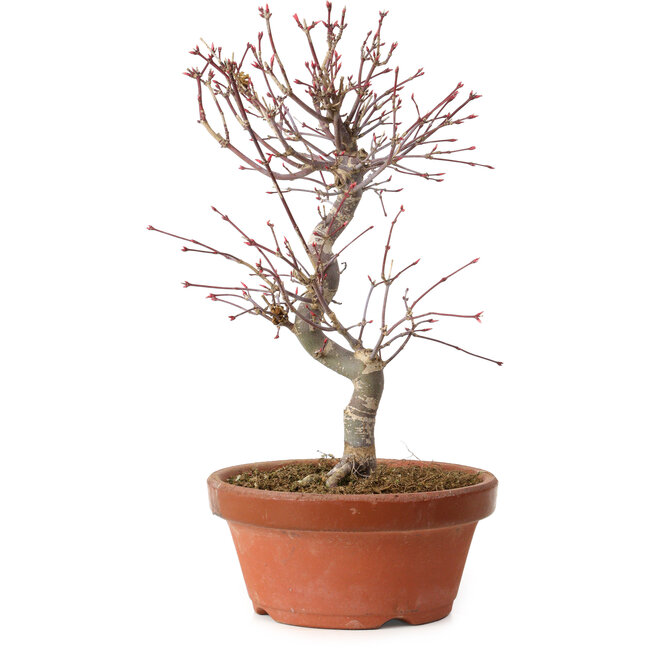 Acer palmatum deshojo, 27 cm, ± 8 ans, avec un nebari de 3 cm