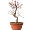 Acer palmatum deshojo, 27 cm, ± 8 years old, with a nebari of 3 cm