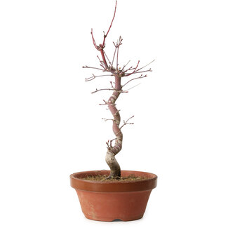Acer palmatum deshojo, 27 cm, ± 8 ans