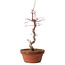 Acer palmatum deshojo, 27 cm, ± 8 anni, con nebari di 3 cm