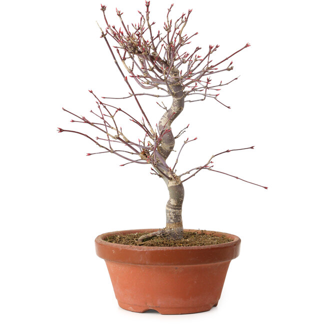 Acer palmatum deshojo, 27 cm, ± 8 ans, avec un nebari de 3 cm