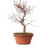 Acer palmatum deshojo, 27 cm, ± 8 anni, con nebari di 3 cm