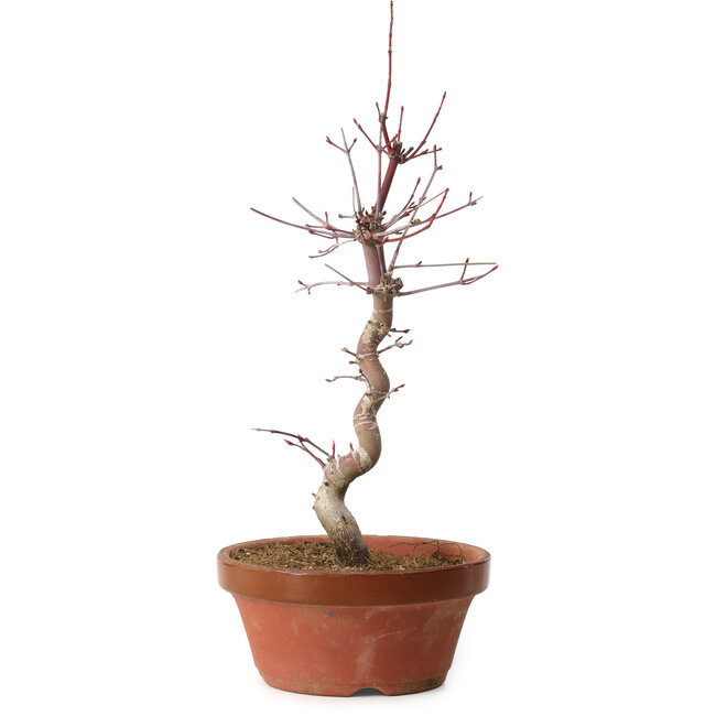 Acer palmatum deshojo, 27 cm, ± 8 jaar oud, met een nebari van 3 cm
