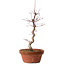 Acer palmatum deshojo, 27 cm, ± 8 ans, avec un nebari de 3 cm