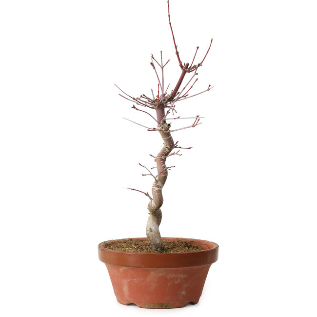 Acer palmatum deshojo, 27 cm, ± 8 ans, avec un nebari de 3 cm