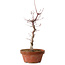 Acer palmatum deshojo, 27 cm, ± 8 years old, with a nebari of 3 cm