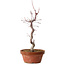 Acer palmatum deshojo, 27 cm, ± 8 anni, con nebari di 3 cm