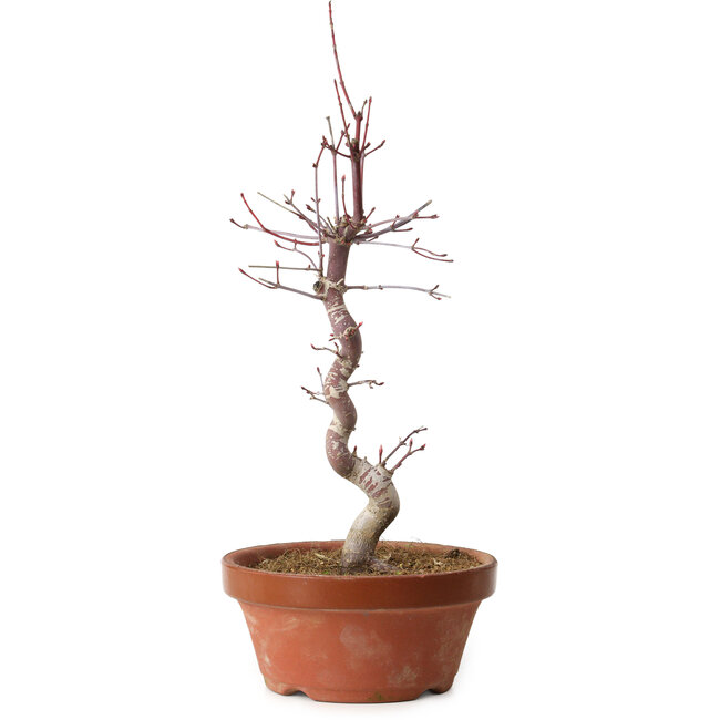 Acer palmatum deshojo, 27 cm, ± 8 years old, with a nebari of 3 cm