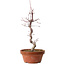 Acer palmatum deshojo, 27 cm, ± 8 years old, with a nebari of 3 cm