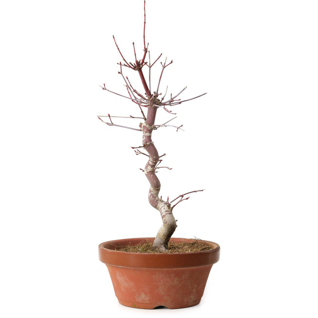 Acer palmatum deshojo, 27 cm, ± 8 jaar oud, met een nebari van 3 cm