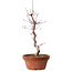 Acer palmatum deshojo, 27 cm, ± 8 ans, avec un nebari de 3 cm