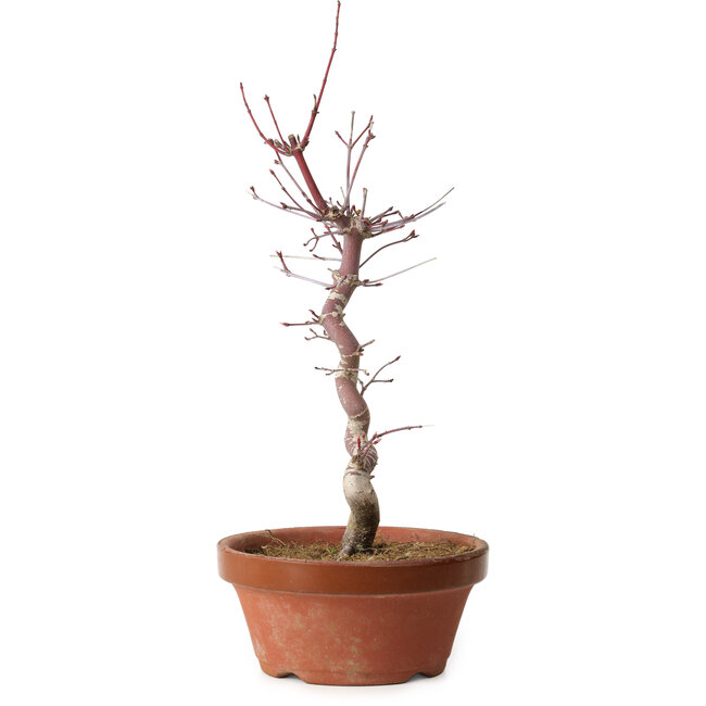 Acer palmatum deshojo, 27 cm, ± 8 ans, avec un nebari de 3 cm