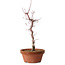 Acer palmatum deshojo, 27 cm, ± 8 ans, avec un nebari de 3 cm