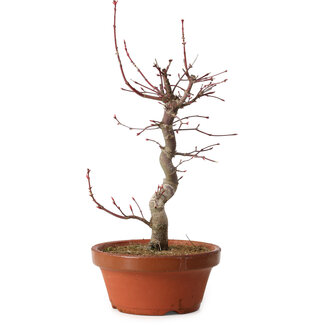 Acer palmatum deshojo, 27 cm, ± 8 ans