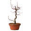Acer palmatum deshojo, 27 cm, ± 8 anni, con nebari di 3 cm
