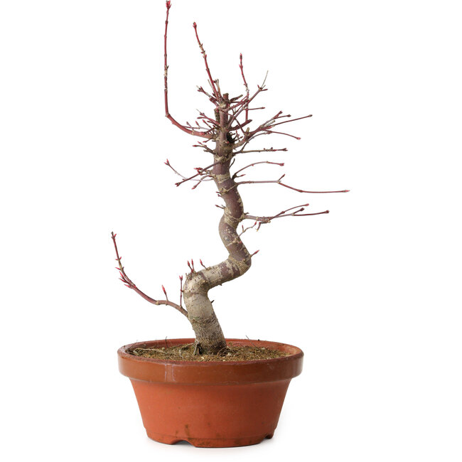 Acer palmatum deshojo, 27 cm, ± 8 years old, with a nebari of 3 cm
