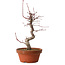 Acer palmatum deshojo, 27 cm, ± 8 jaar oud, met een nebari van 3 cm