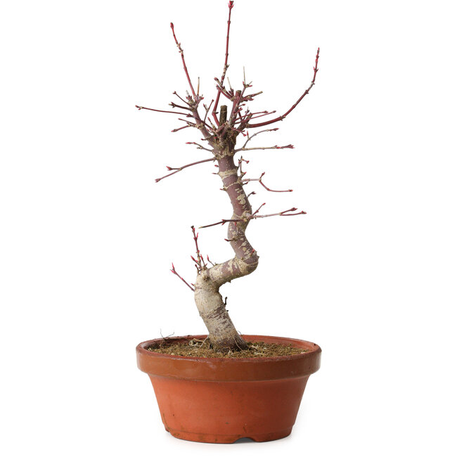 Acer palmatum deshojo, 27 cm, ± 8 ans, avec un nebari de 3 cm