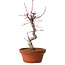 Acer palmatum deshojo, 27 cm, ± 8 years old, with a nebari of 3 cm