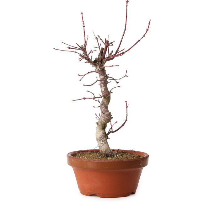 Acer palmatum deshojo, 27 cm, ± 8 years old, with a nebari of 3 cm