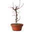 Acer palmatum deshojo, 27 cm, ± 8 anni, con nebari di 3 cm
