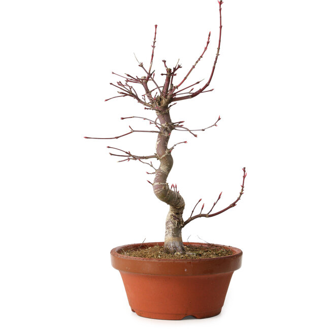 Acer palmatum deshojo, 27 cm, ± 8 ans, avec un nebari de 3 cm