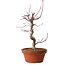 Acer palmatum deshojo, 27 cm, ± 8 years old, with a nebari of 3 cm