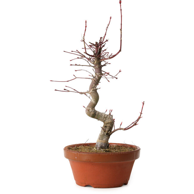 Acer palmatum deshojo, 27 cm, ± 8 jaar oud, met een nebari van 3 cm