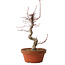 Acer palmatum deshojo, 27 cm, ± 8 años de edad, con un nebari de 3 cm