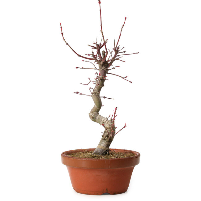 Acer palmatum deshojo, 27 cm, ± 8 jaar oud, met een nebari van 3 cm