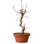 Acer palmatum deshojo, 27 cm, ± 8 años de edad, con un nebari de 3 cm