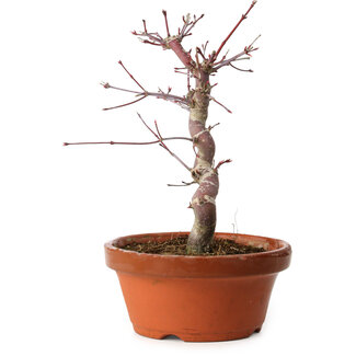 Acer palmatum deshojo, 27 cm, ± 8 ans
