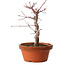 Acer palmatum deshojo, 27 cm, ± 8 años de edad, con un nebari de 3 cm