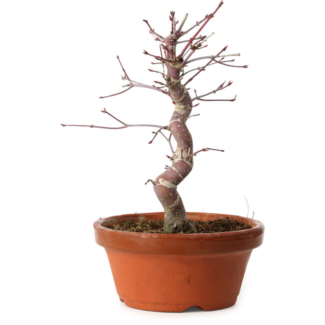 Acer palmatum deshojo, 27 cm, ± 8 ans, avec un nebari de 3 cm