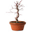 Acer palmatum deshojo, 27 cm, ± 8 ans, avec un nebari de 3 cm