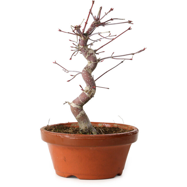 Acer palmatum deshojo, 27 cm, ± 8 anni, con nebari di 3 cm