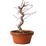 Acer palmatum deshojo, 27 cm, ± 8 years old, with a nebari of 3 cm