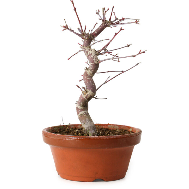 Acer palmatum deshojo, 27 cm, ± 8 jaar oud, met een nebari van 3 cm