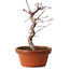 Acer palmatum deshojo, 27 cm, ± 8 years old, with a nebari of 3 cm