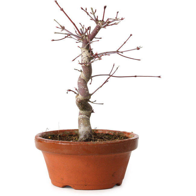 Acer palmatum deshojo, 27 cm, ± 8 jaar oud, met een nebari van 3 cm