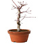 Acer palmatum deshojo, 27 cm, ± 8 years old, with a nebari of 3 cm