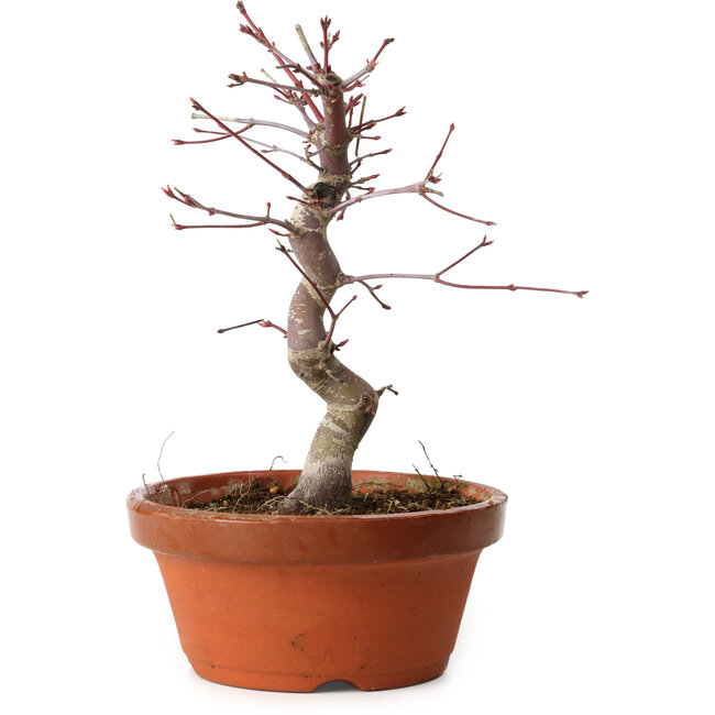 Acer palmatum deshojo, 27 cm, ± 8 años de edad, con un nebari de 3 cm